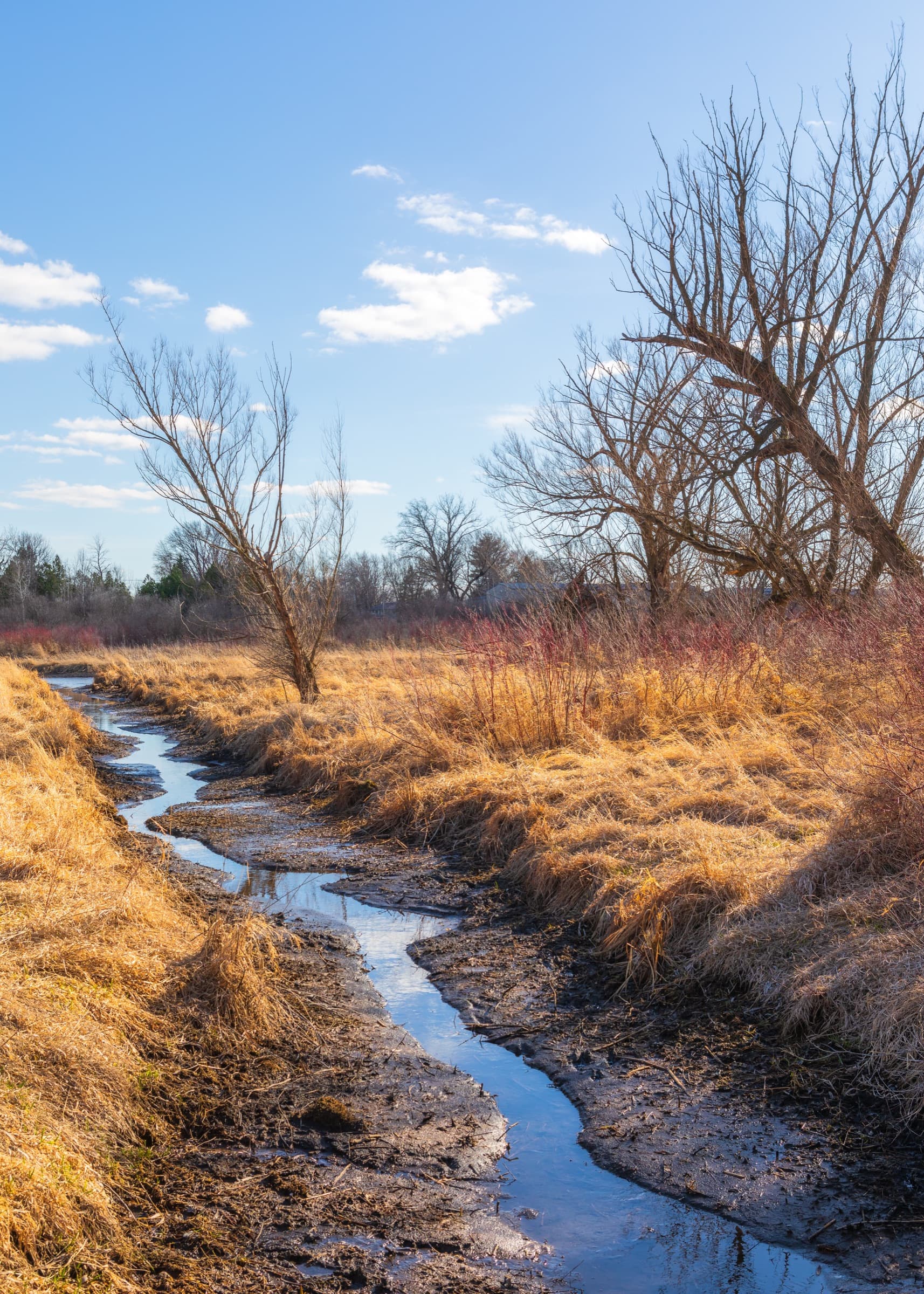 A thawing creek winding through golden prairie grass