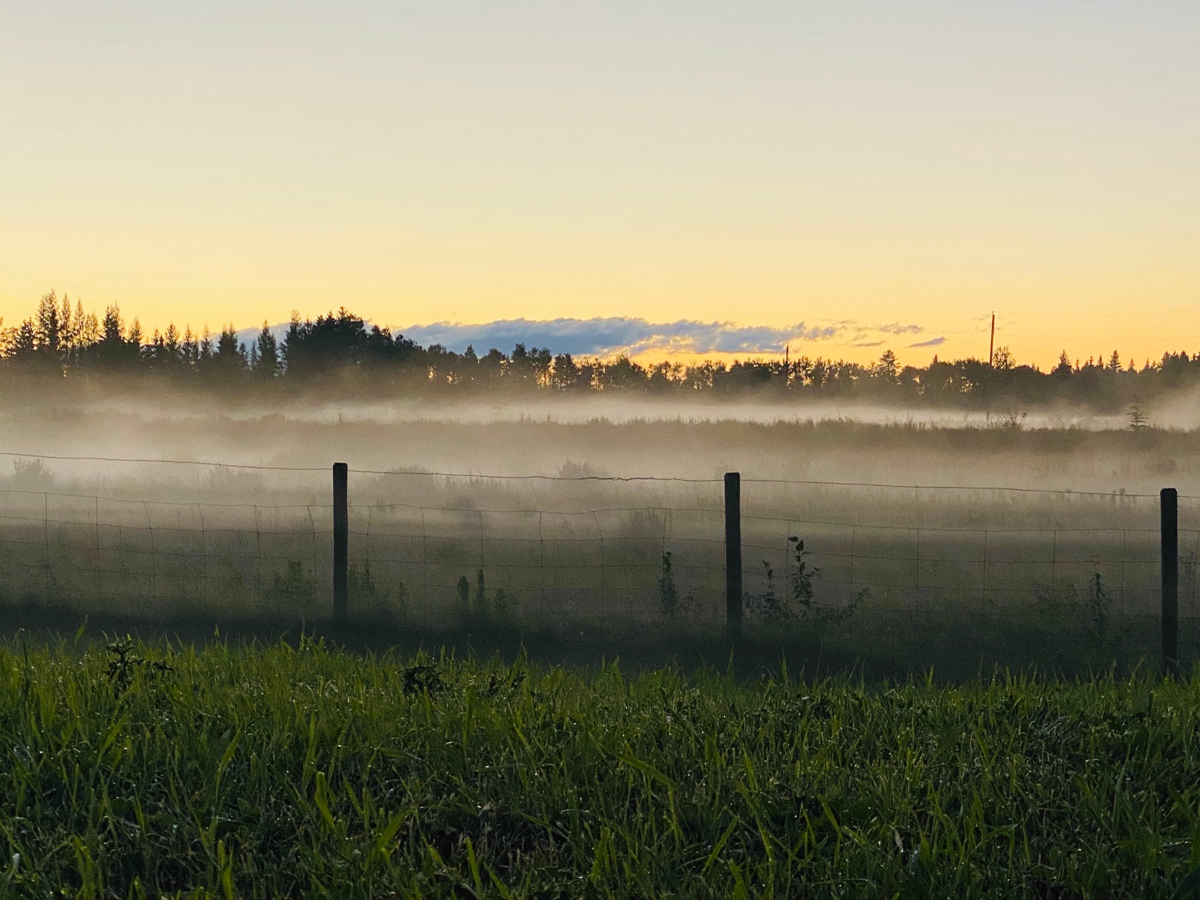 Dawn fog over a fenced pasture and a line of trees