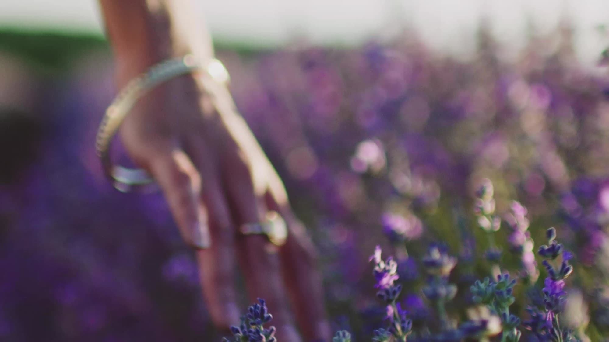 A hand with rings and a bracelet brushing through a field of lavender