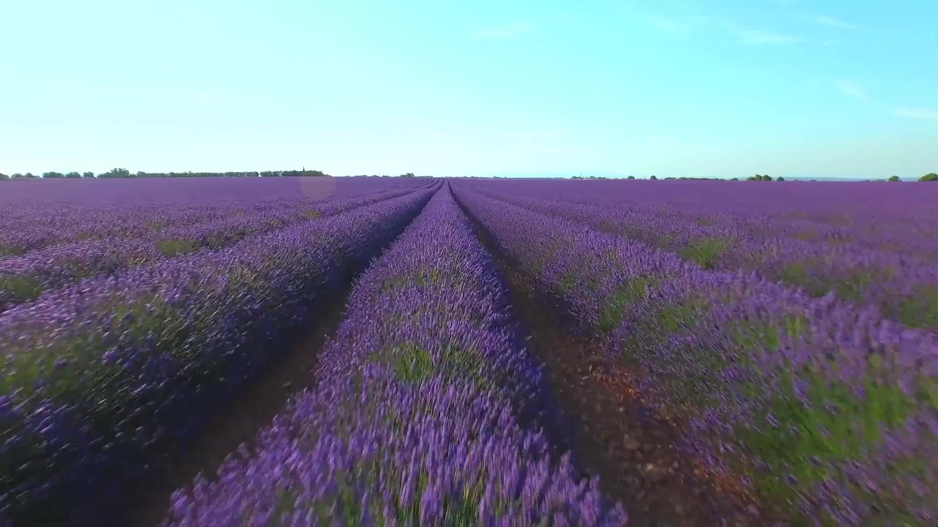 Rows of lavender running to the horizon