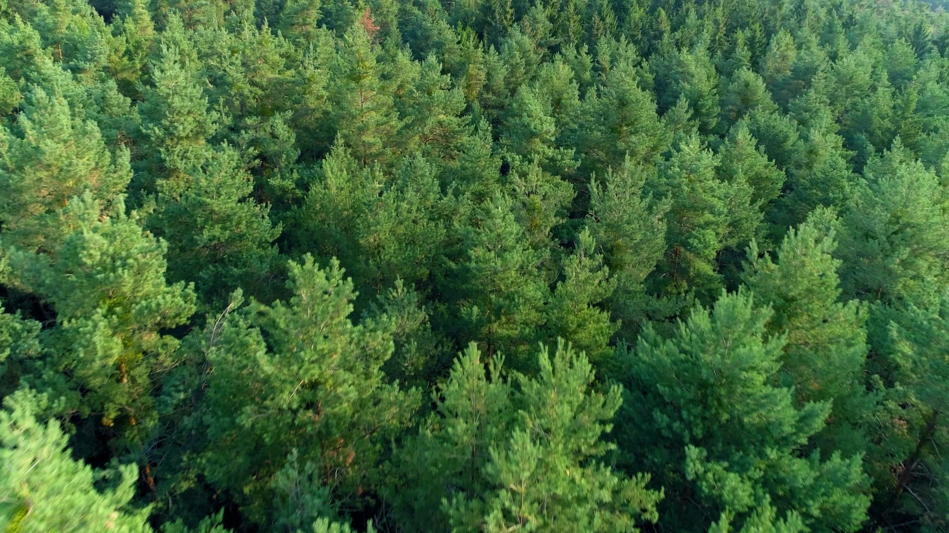 An aerial view over a dense pine forest