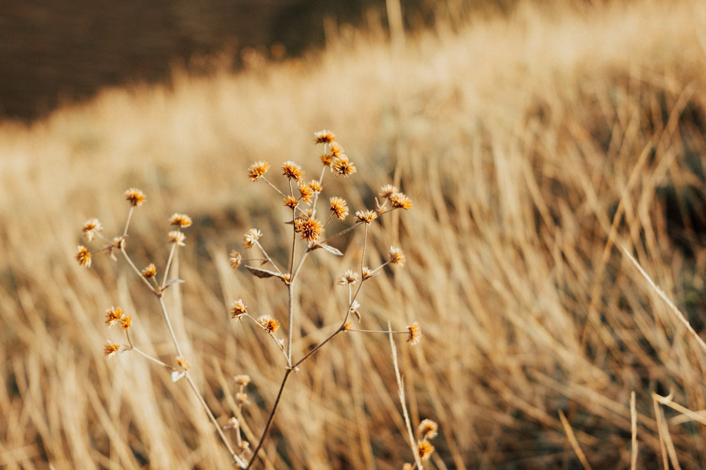 Golden prairie grass and seed heads in soft light
