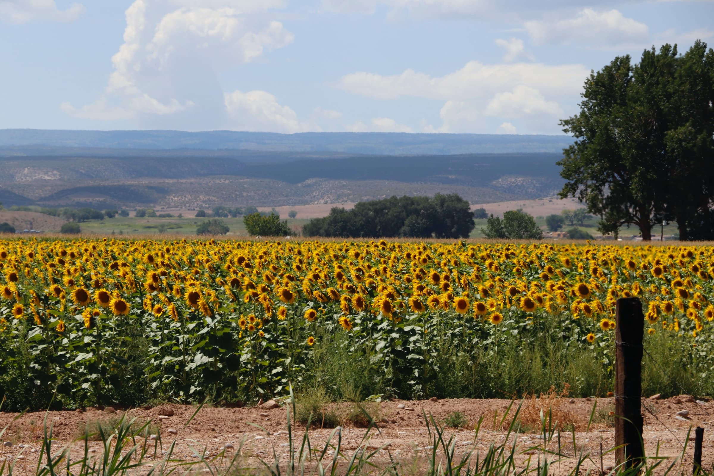 A field of sunflowers below wooded hills, a fence post in the foreground